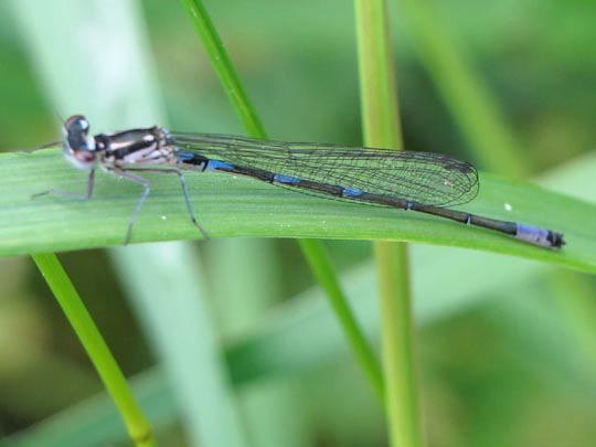 Coenagrion pulchellum, Fledermaus-Azurjungfer