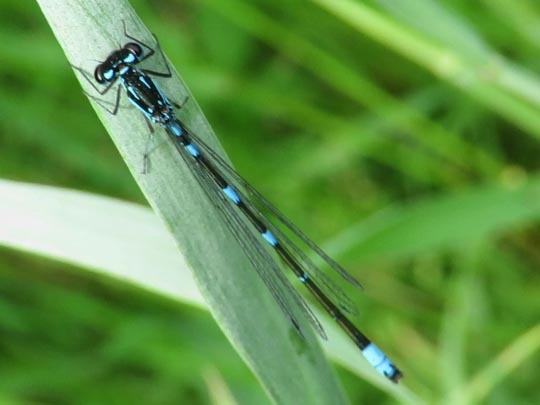 Coenagrion pulchellum, Fledermaus-Azurjungfer