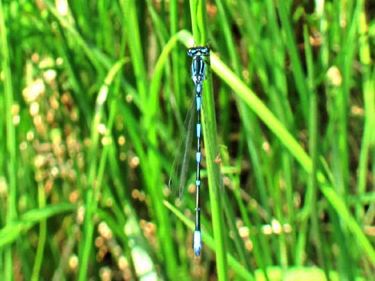 Coenagrion pulchellum, Fledermaus-Azurjungfer