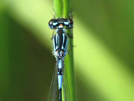 Coenagrion pulchellum, Fledermaus-Azurjungfer