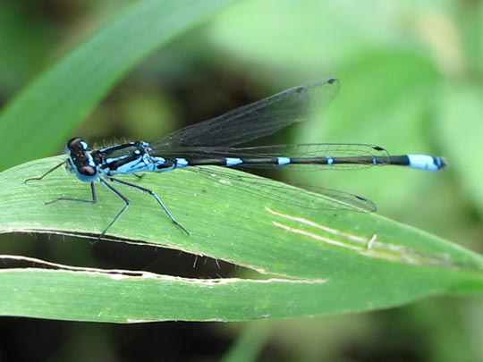 Coenagrion pulchellum, Fledermaus-Azurjungfer