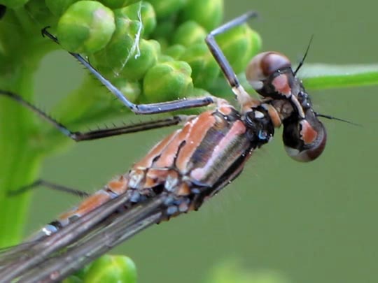 Coenagrion pulchellum, Fledermaus-Azurjungfer