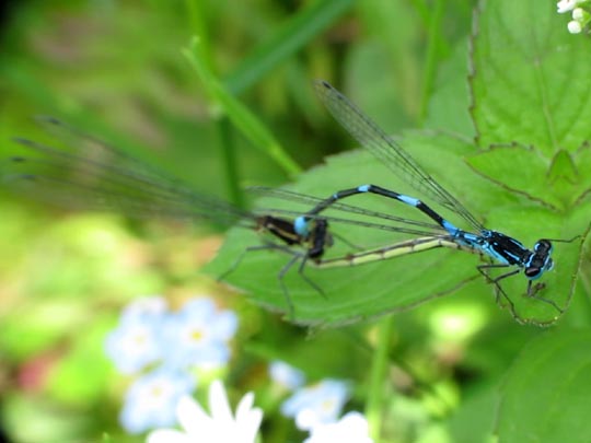 Coenagrion pulchellum, Fledermaus-Azurjungfer
