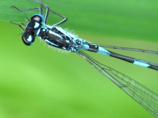 Coenagrion pulchellum, Fledermaus-Azurjungfer