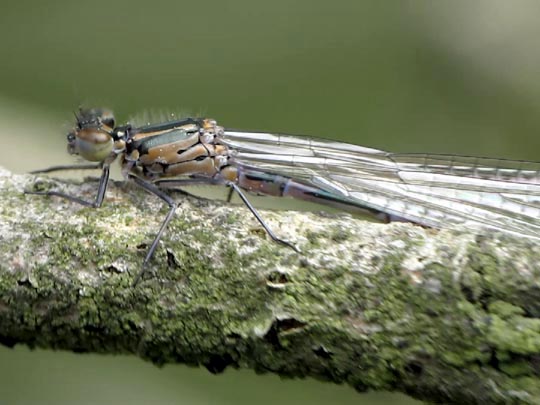 Coenagrion pulchellum, Fledermaus-Azurjungfer