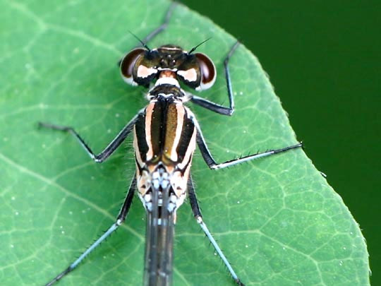 Coenagrion pulchellum, Fledermaus-Azurjungfer