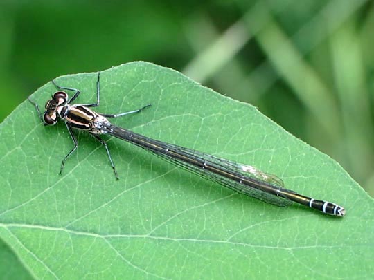 Coenagrion pulchellum, Fledermaus-Azurjungfer