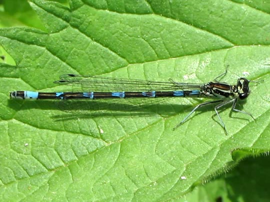 Coenagrion pulchellum, Fledermaus-Azurjungfer