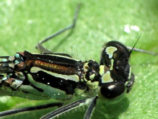 Coenagrion pulchellum, Fledermaus-Azurjungfer