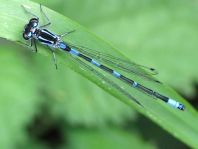 Coenagrion pulchellum, Fledermaus-Azurjungfer