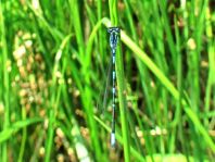 Coenagrion pulchellum, Fledermaus-Azurjungfer