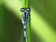 Coenagrion pulchellum, Fledermaus-Azurjungfer