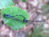 Coenagrion pulchellum, Fledermaus-Azurjungfer