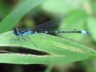 Coenagrion pulchellum, Fledermaus-Azurjungfer
