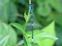 Coenagrion pulchellum, Fledermaus-Azurjungfer