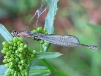 Coenagrion pulchellum, Fledermaus-Azurjungfer