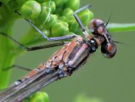 Coenagrion pulchellum, Fledermaus-Azurjungfer