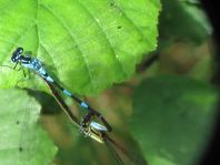 Coenagrion pulchellum, Fledermaus-Azurjungfer