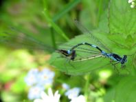 Coenagrion pulchellum, Fledermaus-Azurjungfer