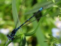 Coenagrion pulchellum, Fledermaus-Azurjungfer