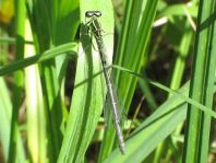 Coenagrion pulchellum, Fledermaus-Azurjungfer