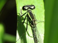 Coenagrion pulchellum, Fledermaus-Azurjungfer