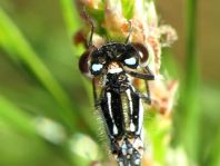 Coenagrion pulchellum, Fledermaus-Azurjungfer