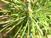 Coenagrion pulchellum, Fledermaus-Azurjungfer