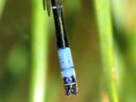 Coenagrion pulchellum, Fledermaus-Azurjungfer