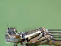 Coenagrion pulchellum, Fledermaus-Azurjungfer