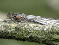 Coenagrion pulchellum, Fledermaus-Azurjungfer