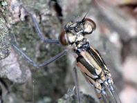 Coenagrion pulchellum, Fledermaus-Azurjungfer
