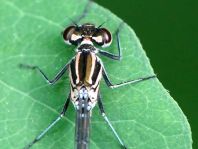 Coenagrion pulchellum, Fledermaus-Azurjungfer