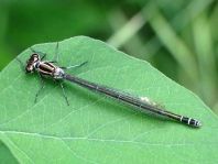 Coenagrion pulchellum, Fledermaus-Azurjungfer