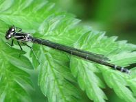 Coenagrion pulchellum, Fledermaus-Azurjungfer