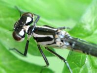 Coenagrion pulchellum, Fledermaus-Azurjungfer