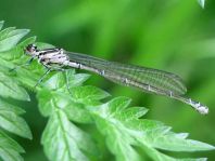 Coenagrion pulchellum, Fledermaus-Azurjungfer