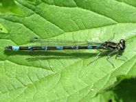 Coenagrion pulchellum, Fledermaus-Azurjungfer