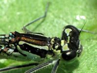 Coenagrion pulchellum, Fledermaus-Azurjungfer