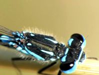 Coenagrion pulchellum, Fledermaus-Azurjungfer