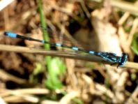 Coenagrion pulchellum, Fledermaus-Azurjungfer