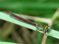 Frühe Adonisjungfer, Pyrrhosoma nymphula