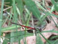 Frühe Adonisjungfer, Pyrrhosoma nymphula