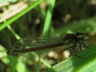 Frühe Adonisjungfer, Pyrrhosoma nymphula