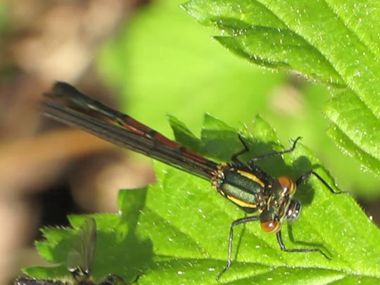 Frühe Adonisjungfer, Pyrrhosoma nymphula