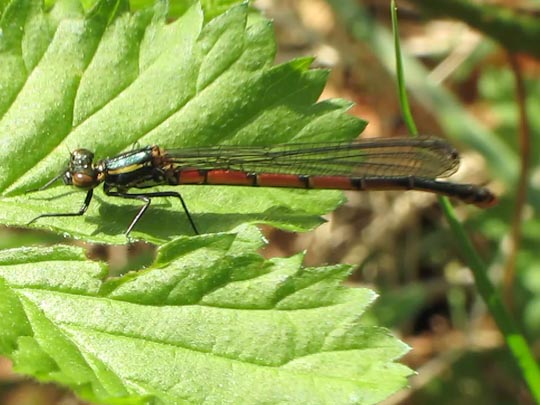 Frühe Adonisjungfer, Pyrrhosoma nymphula