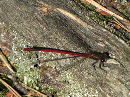 Frühe Adonisjungfer, Pyrrhosoma nymphula