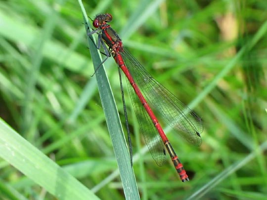 Frühe Adonisjungfer, Pyrrhosoma nymphula