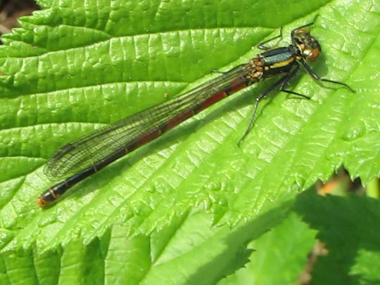 Frühe Adonisjungfer, Pyrrhosoma nymphula