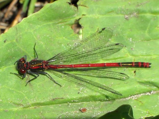 Frühe Adonisjungfer, Pyrrhosoma nymphula